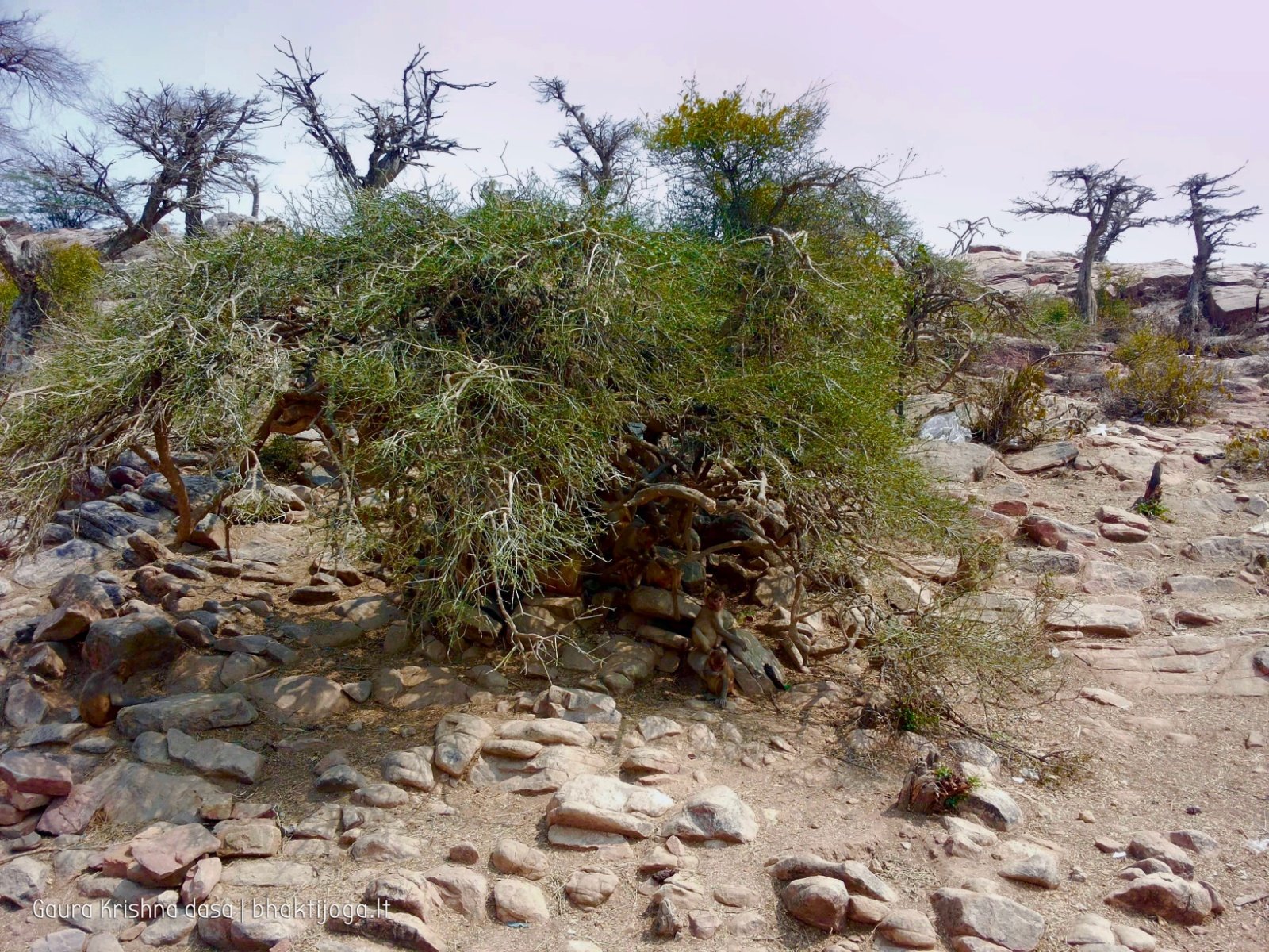  Govardhan hill. 2018.03.14